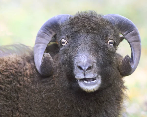 Πορτρέτο Ενός Αρσενικού Μαύρου Ouessant Πρόβατα — Φωτογραφία Αρχείου