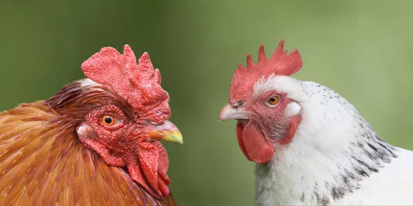 Duo Portré Fehér Csirkéről Vörös Kakasról — Stock Fotó