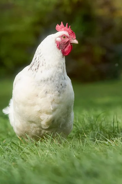 Close White Chicken — Stock Photo, Image