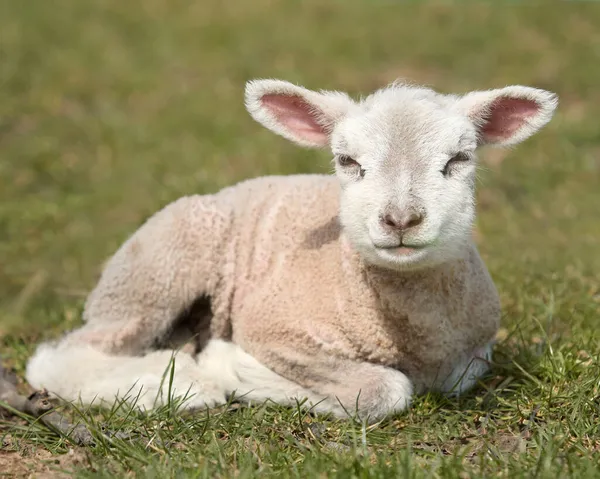 春の白い子羊の肖像 — ストック写真