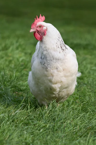 Fehér Sussex Csirke Szabad Tartomány Kertben — Stock Fotó