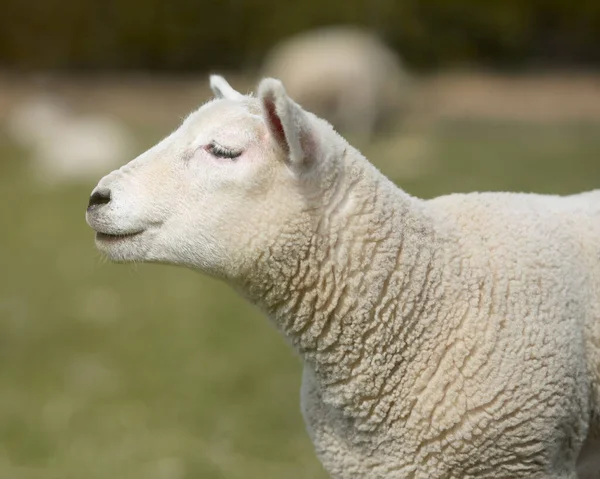 Retrato Cordeiro Ovelha Branco — Fotografia de Stock