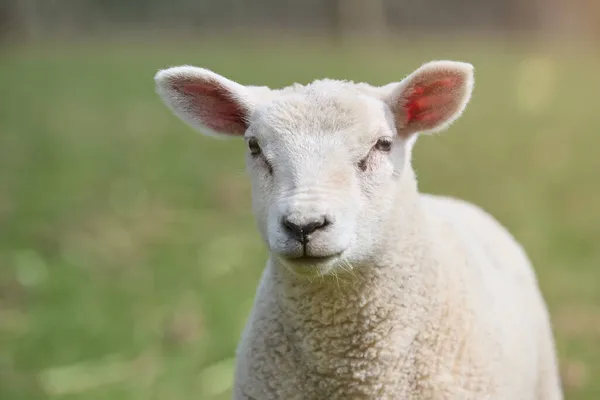 Portrait Agneau Mouton Blanc — Photo