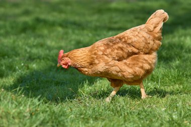 Bahçede esmer tavuk