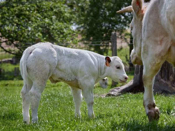 Vaca Branca Seu Bezerro — Fotografia de Stock