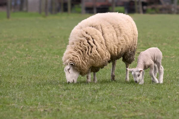 Фламандська Біла Вівця Віє Матір Вівцею — стокове фото