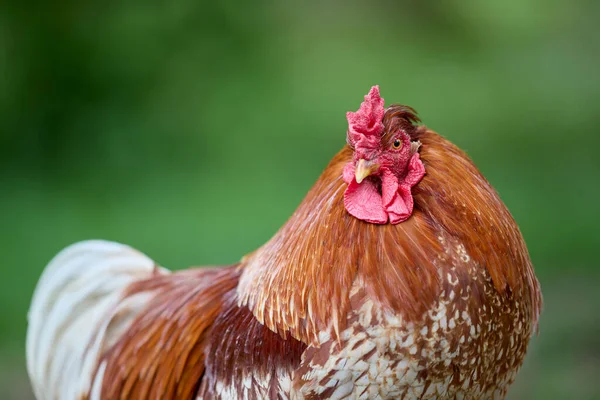 Portrait Red Brown Rooster Garden — Stock Photo, Image