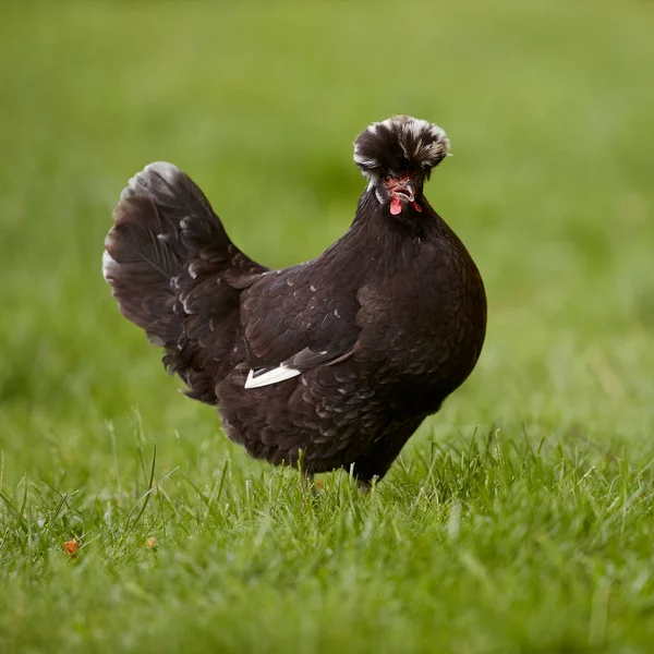 Fekete Lengyel Csirke Fehér Címerrel — Stock Fotó