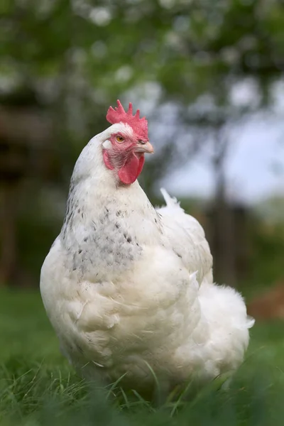 Beyaz Bir Tavuk Yakın Çekim — Stok fotoğraf