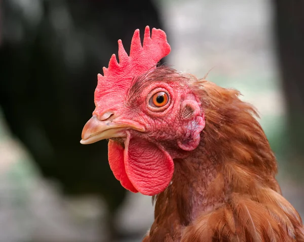 茶色の鶏のクローズアップ — ストック写真