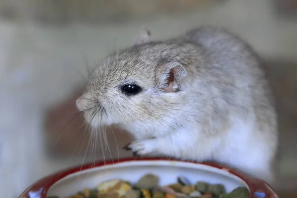 Vrouwelijke Grijze Kikker Eten — Stockfoto