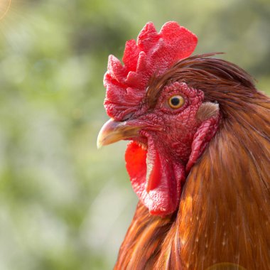 Kırmızı horozun başını yakın.