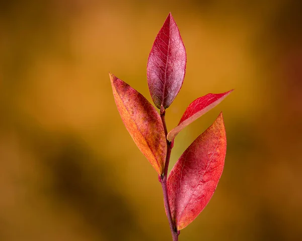 Vaccinium Corymbosum Bluecrop Hoja Arándano Americano — Foto de Stock