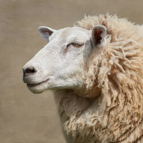 Großaufnahme Des Kopfes Flämischer Weißer Schafe — Stockfoto