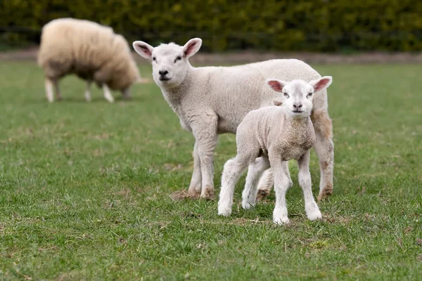 White Flemish Sheep Lamb Meadow — Stockfoto