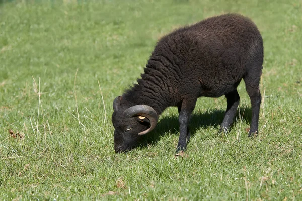 Noir Jeune Mâle Ouessant Moutons — Photo