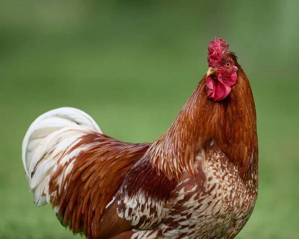 Portrait Red Rooster Free Range Garden — Stock Photo, Image