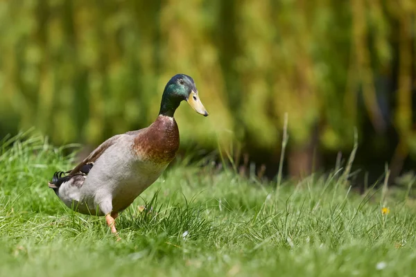 Pato Corredor Indio Colorido Jardín —  Fotos de Stock