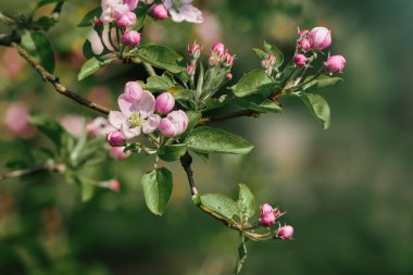 Pembe ağaç baharda çiçek açar.