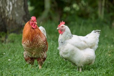 Kırmızı horoz ve beyaz tavuk bahçede serbest