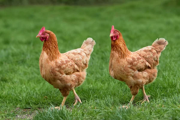 Két Barna Csirke Szabad Tartásban Kertben — Stock Fotó