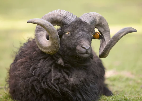 雄羊 Amazon.co.jp: Eden Toys ヒツジ 羊 綿羊 ヤギ 山羊 動物 野生動物