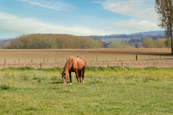 Bruin Paard Het Veld Vlaamse Ardennen België — Stockfoto