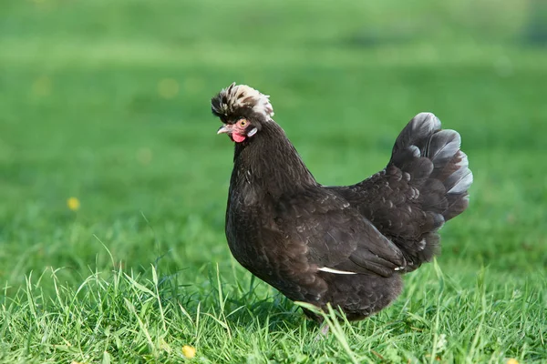 Black Poland Chicken White Crest Stock Image