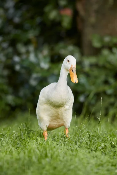 Canard Coureur Indien Blanc Plein Air Dans Jardin — Photo