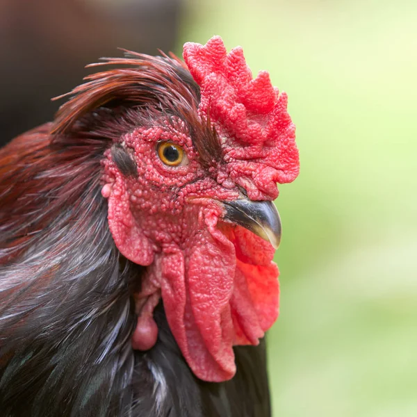 赤い茶色の鶏の頭のショット — ストック写真