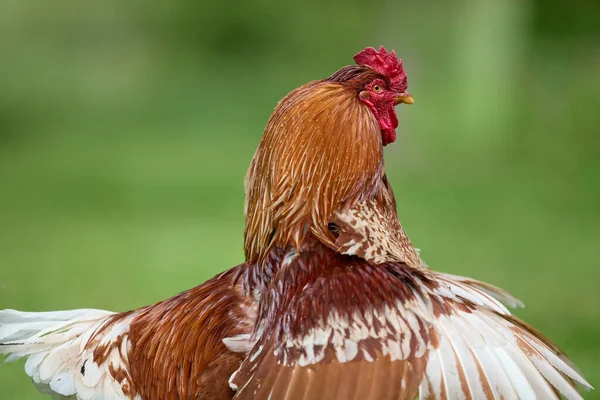 Brown Rooster Open Wings Free Range Garden — Stok fotoğraf