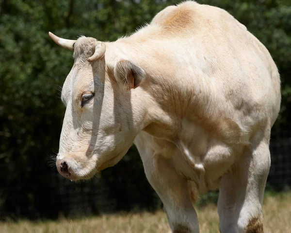 一头雌性白奶牛的肖像 — 图库照片
