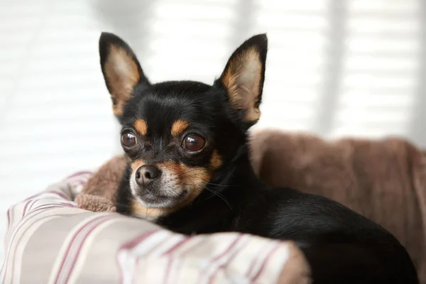 Sepette Oturan Siyah Chihuahua Köpeği — Stok fotoğraf
