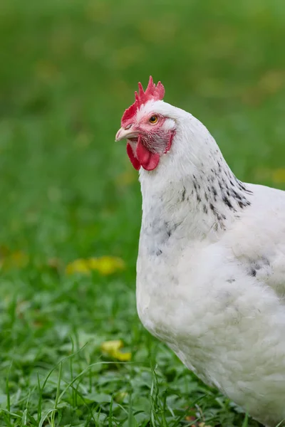 Fehér Sussex Csirke Közelsége — Stock Fotó