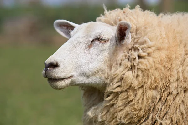 Headshot Moutons Flamands Blancs — Photo