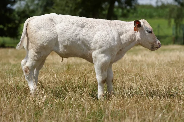 Portret Van Jonge Stier Prairie — Stockfoto