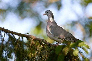 Ağacın dalındaki güvercin