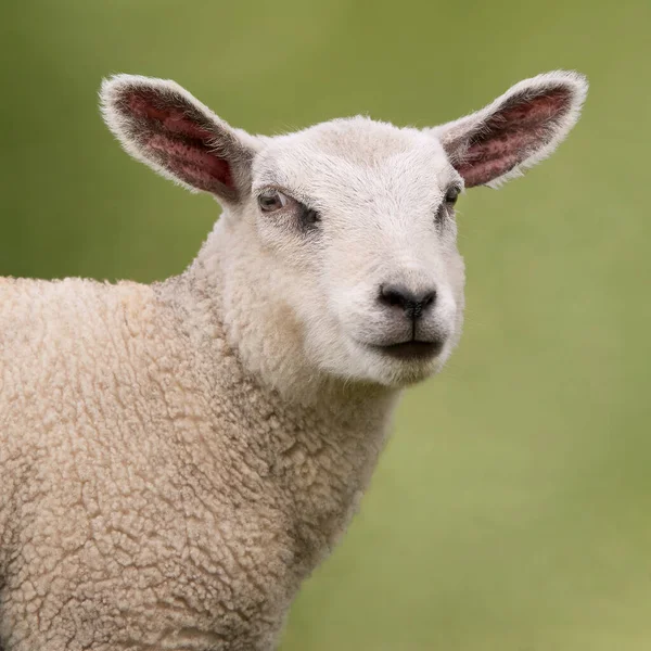 緑の背景に孤立した白い子羊の肖像 — ストック写真
