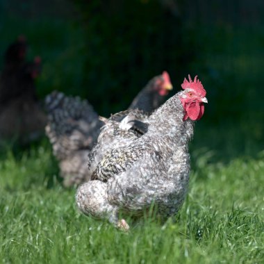 Siyah beyaz horoz bahçede serbestçe dolaşıyor