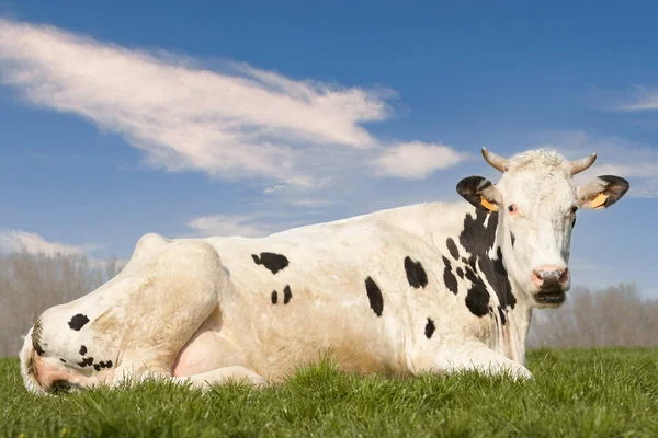 Primer Plano Leche Blanca Negra Holstein Vaca — Foto de Stock