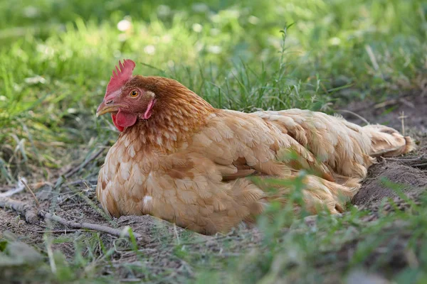 Çimenlerin üzerinde yatan kahverengi tavuğa yaklaş