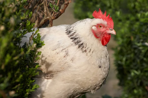 Fehér Sussex Csirke Bujkál Bokrok — Stock Fotó