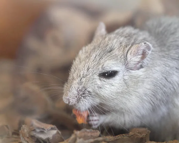 Sluiten Van Gerbil Eten — Stockfoto