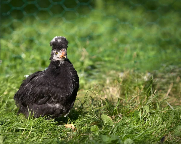 Young Black Poland Chicken Free Range Garden — Stock Photo, Image