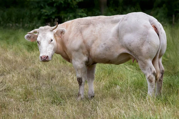 草地上的白肉奶牛 — 图库照片