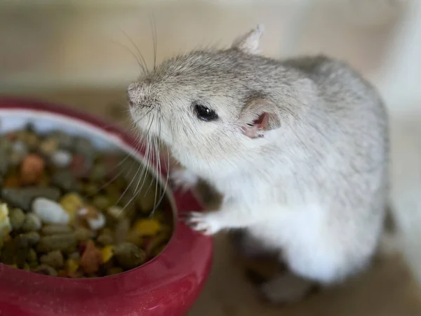 Close Van Een Woestijnrat Eten — Stockfoto