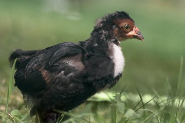 Genç siyah tavuk yaklaş