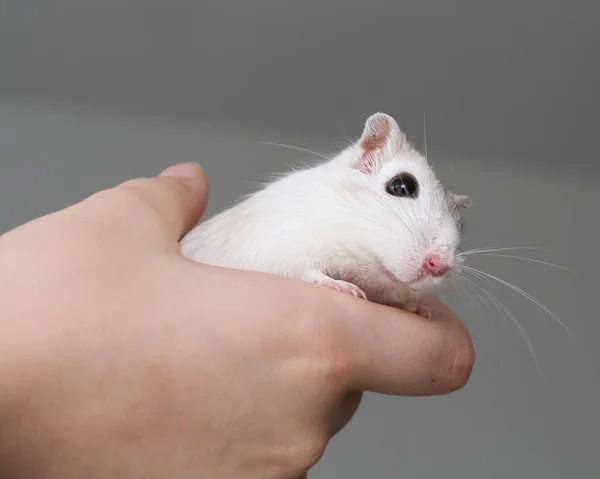 Hand Hält Weißes Gerbil — Stockfoto