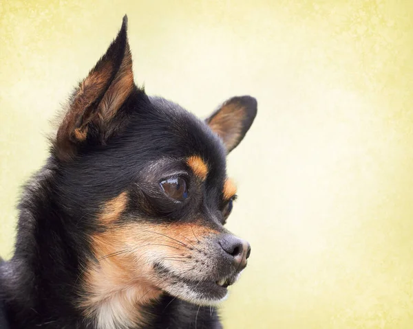 Genç Siyah Chihuahua Yaklaş — Stok fotoğraf