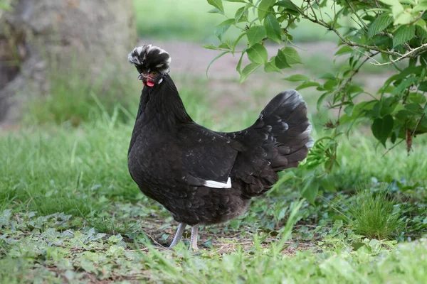Svart Polen Kyckling Med Vit Krön — Stockfoto